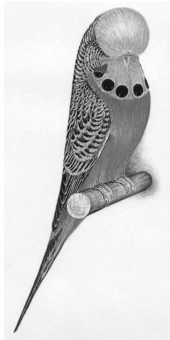 The Budgerigar Society of New Zealand (Inc) Est: 28 July 1934 Invite all Budgerigar Breeders to join their progressive Society.