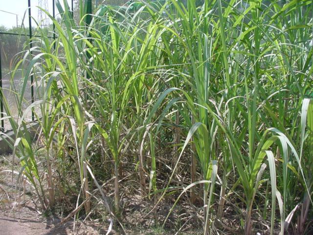 Table (I): Duration of the development stages of R. ferrugineus survivors when fed on sugarcane at 29 C Durée des stades de R.