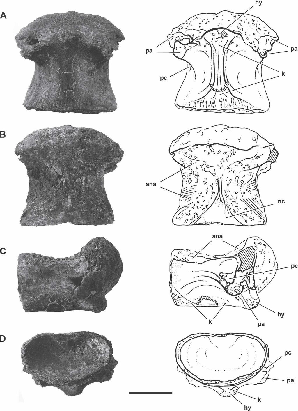BRUSATTE AND SERENO NEW CARCHARODONTOSAURUS SPECIES 913 FIGURE 9. Photographs and line drawings of a cervical centrum of Carcharodontosaurus iguidensis n. sp. (MNN IGU11).