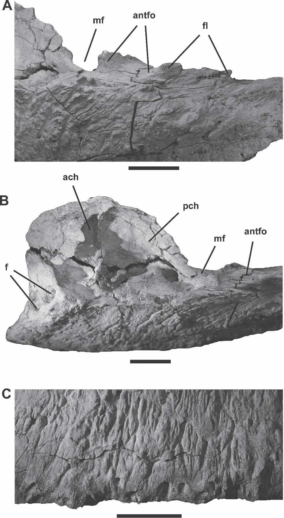906 JOURNAL OF VERTEBRATE PALEONTOLOGY, VOL. 27, NO. 4, 2007 FIGURE 3. Close-up views of the maxilla of Carcharodontosaurus iguidensis n. sp. (MNN IGU2).