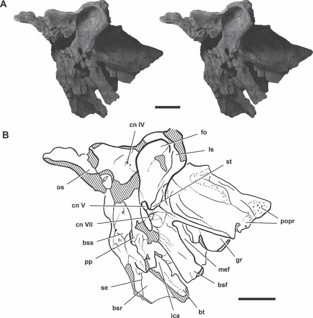 BRUSATTE AND SERENO NEW CARCHARODONTOSAURUS SPECIES 907 FIGURE 4. Stereopairs (A) and line drawing (B) of the braincase of Carcharodontosaurus iguidensis n. sp. (MNN IGU3), in left anterolateral view.
