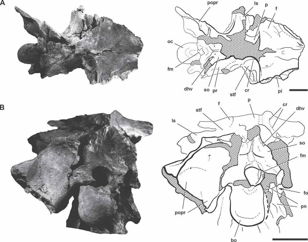 908 JOURNAL OF VERTEBRATE PALEONTOLOGY, VOL. 27, NO. 4, 2007 FIGURE 5. Photographs and line drawings of the braincase of Carcharodontosaurus iguidensis n. sp.