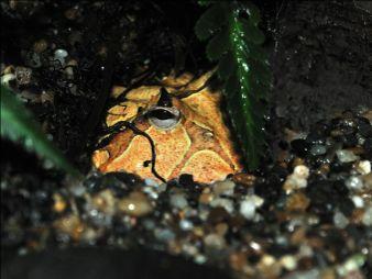 horn frog Leptodactylus