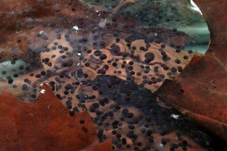 300-1,000 eggs Amphiplex treated frogs did not spawn; females likely not with ripe