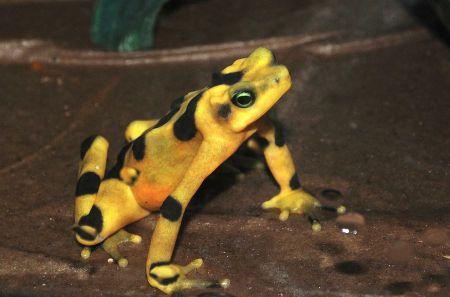 Panamanian Golden Frog (Atelolepus zeteki ) Assurance Population Species extinct in wild?