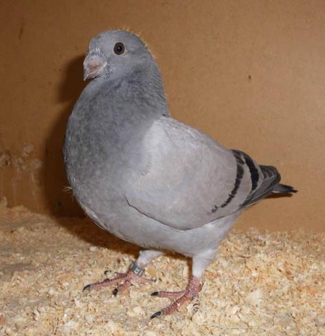Physical Characteristics: The Beauty Homer de Liège is part of the group form pigeons and can be described as a medium-sized homing pigeon of about 450 to 500 grams with a short and compact type.