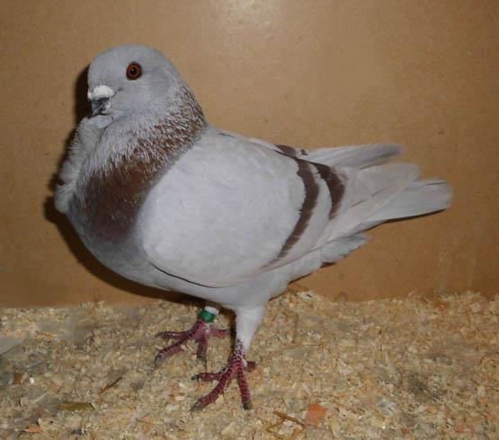 breeds, it is not a shield owl variety. It is a medium size Owl Pigeon, short and compact with slightly sloping carriage and with a well developed frill. The head is well rounded and broad.