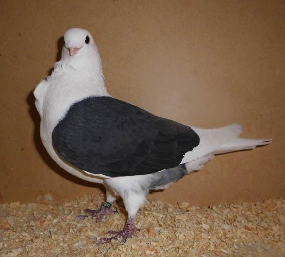 The last of the three breeds is the Liège Owl. Origin: Our Belgian Owl pigeons are thought to be of Eastern origin and known since the 15th century.
