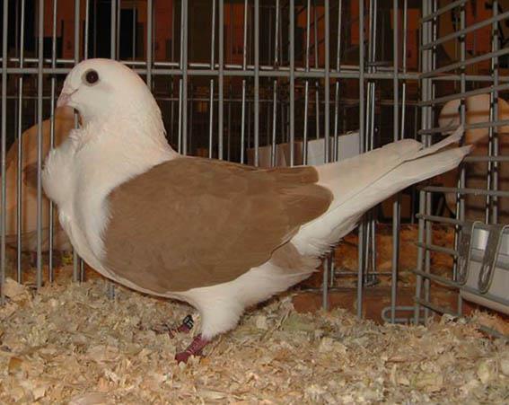 In recent years, the breeders are working mainly on the improvement of the type, which means that often many pigeons kept in the loft are without the correct marking, which is then, in turn, shown up