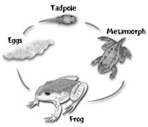 Marine Reptiles, Birds and Mammals Vertebrates!