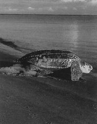 Sea turtles are reptiles enclosed in an armor-like shell that is fused to