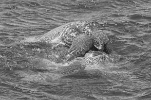 Sea Turtles Mating!