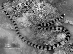 many other animals. Sea Snakes!