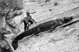 about 20 feet and the largest one on record was 28 feet long.
