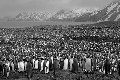 Where are Penguins Found?