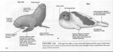 Marine Mammals Marine Mammals! Mammals like birds are endotherms and for the most part are viviparous.