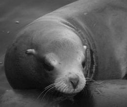 It serves three purposes; 1. Reserve for food. 2. Help in buoyancy. 3. Helps to keep in the heat. Sea Lions vs. Seals!