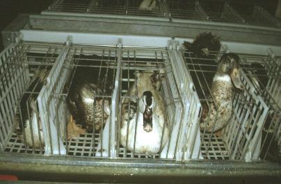 Foie gras production: what factors affect it? Tradition - the tradition was to use geese, however now almost all (97% in France) are ducks. Hence the tradition is not followed.