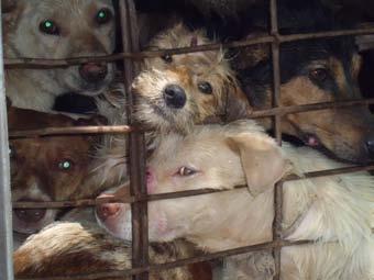 The dog meat trade is illegal in Thailand, but traders are either catching roaming dogs or stealing pets. Some owners sell their pets directly to the traders.