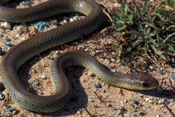 Coluber constrictor Racer. KEY ID Features: slender, large eyes with round pupils, broad head. Color: uniform olive to blue-gray dorsally, with yellow becoming whiter near the head ventrally.