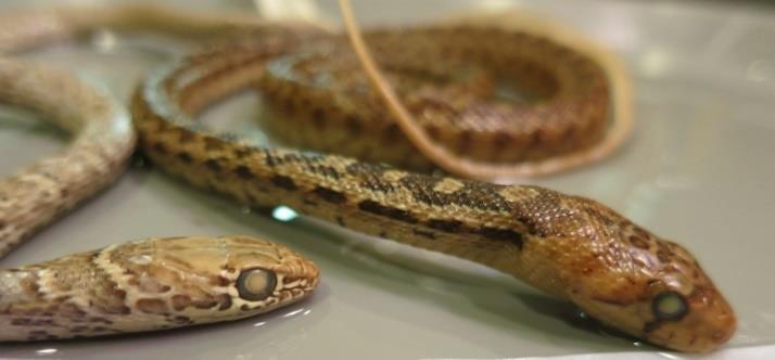 Juvenile snake comparison: Coluber constrictor Racer