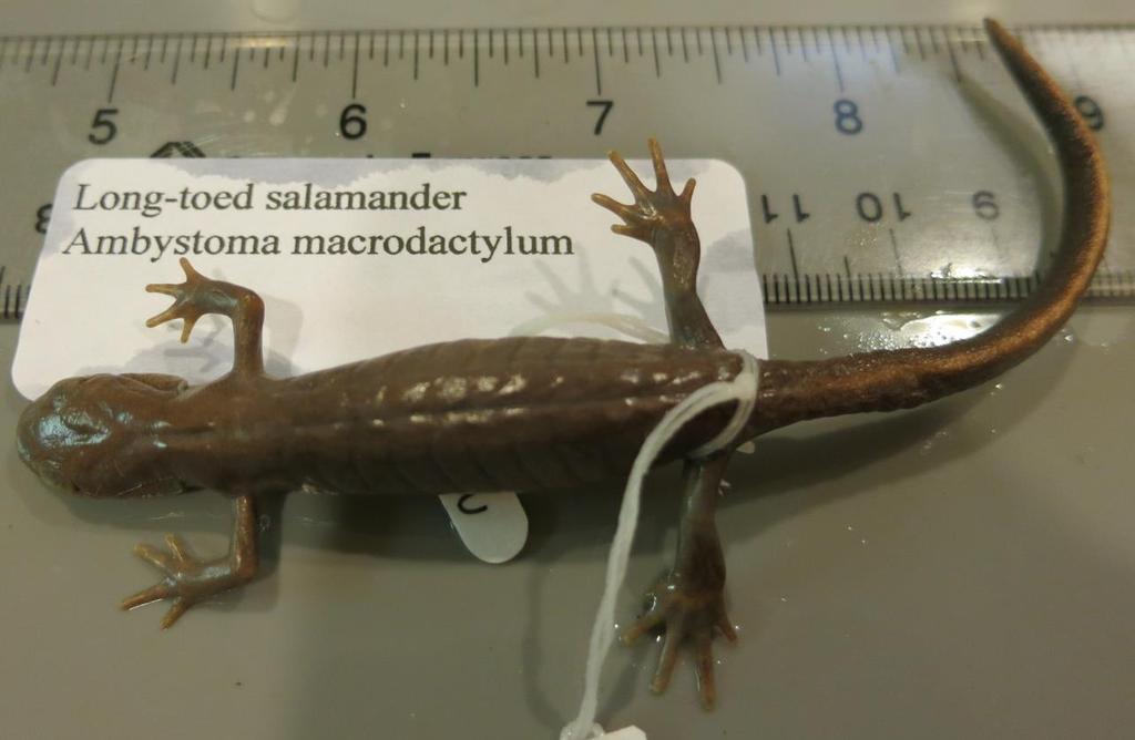 Ambystoma macrodactylum Long-toed salamander Key