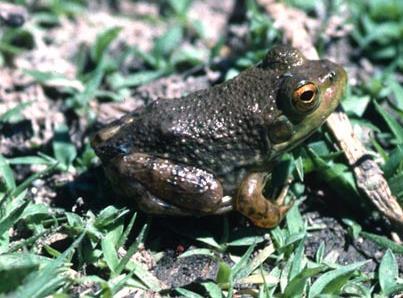 Full size is 2x larger than any native WA frog Color: pale green to dark