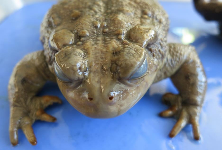Anaxyrus boreas (formerly Bufo boreas) Western toad: stout body, blunt head, broad waist, short legs,