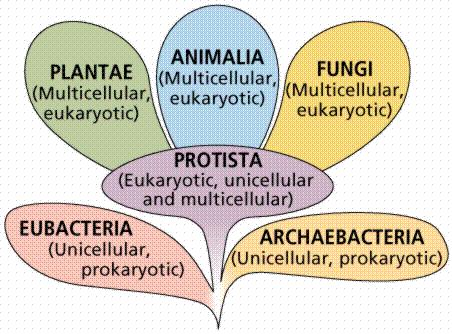 Organisms that share