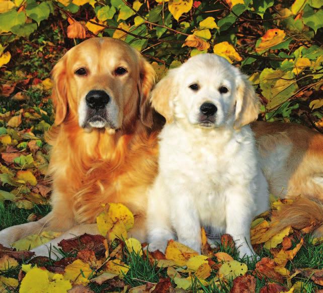 DOG HEALTH GROUP ANNUAL REPORT 2013 THE KENNEL CLUB INTRODUCTION The work of the Dog Health Group has moved on apace in the last year, as new initiatives develop and others continue to embed and