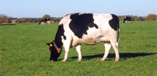 Cows are breed for particular traits Dairy cow for milk production Raised as