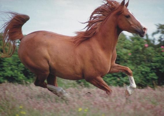 Below is a picture of a horse (left) and