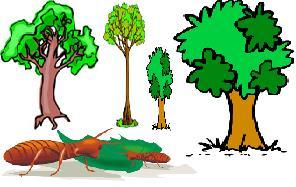 20. A population of termites lives in the forest, and uses four different types of trees for food and resources.