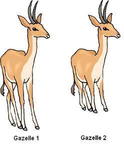 22. Look at the picture below. Gazelle 2 has short legs instead of the normal long legs that Gazelle 1 has. Which best describes how having shorter legs will affect Gazelle 2? A. B. C. D.