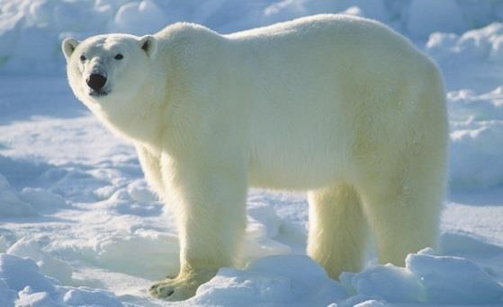 27. Wild polar bears have thick coats to keep them warm. Suppose a polar bear is moved to a zoo where it is warm.