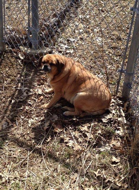 3637 LOST mn 3638 FOUN red black terrier black white pug beagle puggle tan 330-671-3164 AKRON SFO (330) 704-7430 MASSILLON FB SLF Lost: jake Posted: April 07, 2014 2 year old neutered male.