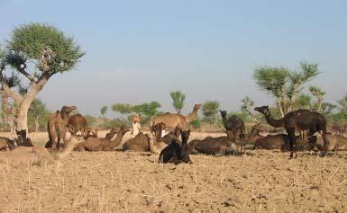 trypanosomosis + haemorrhagic septicaemia Raika camel herders