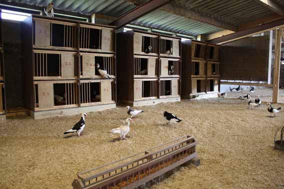 The Scandaroon One of the eldest pigeon breeds in the world, at Kees Verkolf and Marleen Brouwer in Wijster (Drente, Holland) Text and photos: Aviculture Europe For Kees Verkolf it is more than a aim