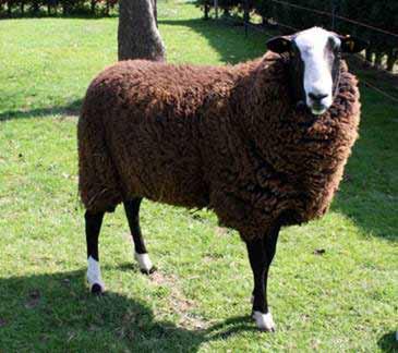 Zwartbles Sheep, a wonderful