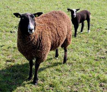 Zwartbles sheep: Above left: The