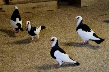 Right: A quartet of perfectly marked black pied Scandaroons in the aviary. Left: A blue pied hen, with excellent head, neck and leg length.