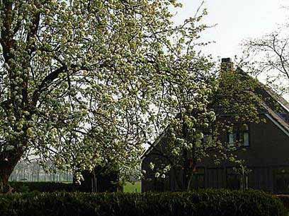 The farm of Kees and Marleen, photo taken in Spring with the flowering trees. Photo: Kees Verkolf.