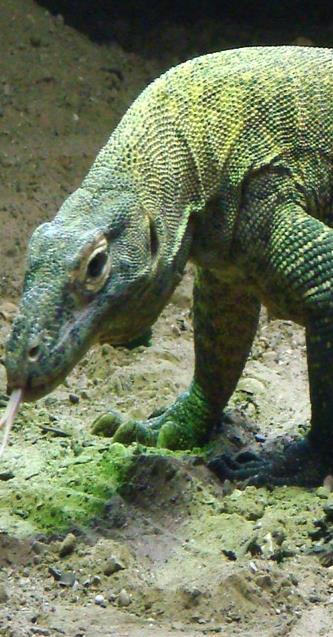 Question: Have you ever seen a lizard? How big was it? Read the article below and then answer the questions. The Komodo Dragon Have you ever seen a small lizard in a garden? How about a giant lizard?