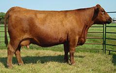05 This pedigree is stacked with a lot of proven sires. King Rob, Glacier Logan and Rambo 502 have created some great progeny over the years and here is your chance to get your hands on it.
