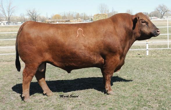 Maternal sister to Lot 19.. Ravishing Reds strives to breed balanced cattle that excel in every facet of the industry. This mating will do that and more!