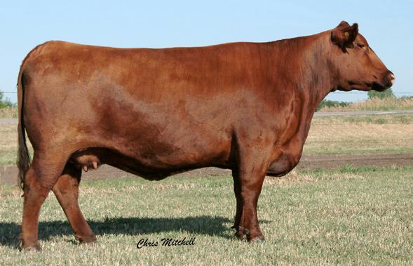 This mating did that for us. Karuba was an amazing female that consistently produced high quality cattle. Let this package of 4 embryos do the same for you.