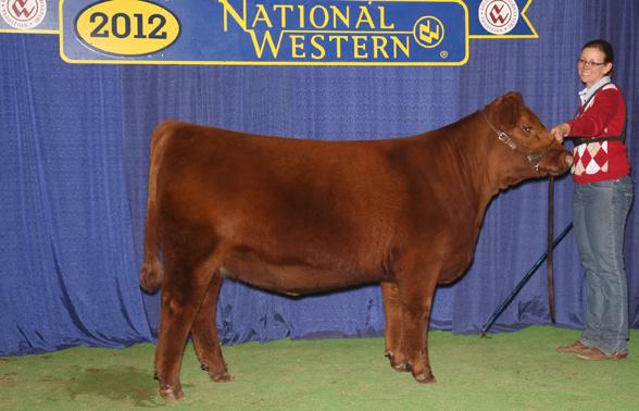 Sister to the Lot 1 embryos. Many times Champion or Res Champion Division winner.