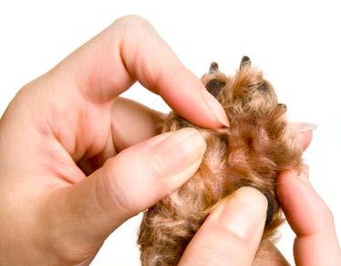 what to LOOK FOR Nail clipping is a good time to examine the paw pads for injuries and sores, particularly in the winter when a dog s paws are exposed to salt and de-icing chemicals.