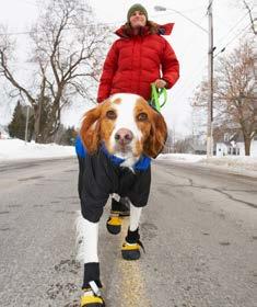 preventing FEET PROBLEMS At the risk of stating the obvious: Protect your dog s feet from extreme conditions in summer and winter.