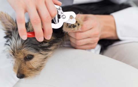 THAT WIGGLY DOG Nail trimming seems to be an anxiety-laden experience for many dogs. Start trimming claws during a dog s early years so he becomes accustomed to the process.